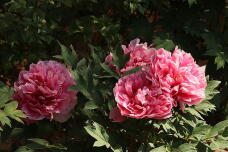 185661_1.jpg  : 144 KB