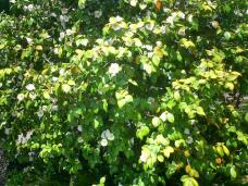 185665_1.jpg  : 131 KB