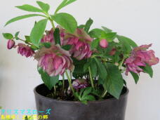 185669_1.jpg  : 44 KB