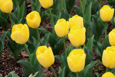 185687_2.jpg  : 72 KB