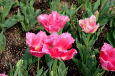 185687_3.jpg  : 91 KB