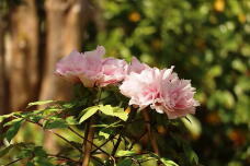 185691_1.jpg  : 115 KB