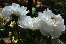 185691_2.jpg  : 106 KB