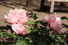 185710_2.jpg  : 118 KB