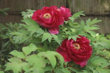 185710_3.jpg  : 114 KB