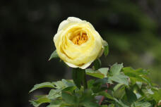 185720_2.jpg  : 43 KB