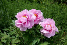 185720_3.jpg  : 88 KB