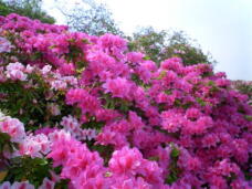 185722_1.jpg  : 46 KB