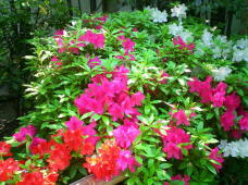 185722_2.jpg  : 142 KB