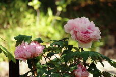 185724_1.jpg  : 121 KB