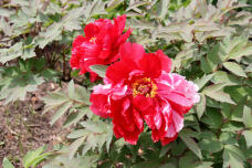 185732_1.jpg  : 110 KB