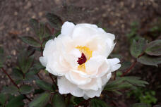 185732_2.jpg  : 53 KB