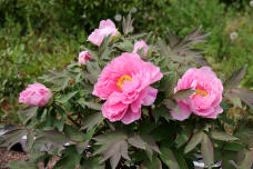 185732_3.jpg  : 94 KB