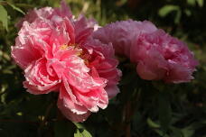 185736_1.jpg  : 102 KB