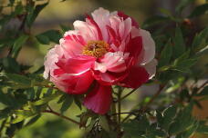 185736_2.jpg  : 105 KB