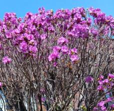 185747_1.jpg  : 98 KB