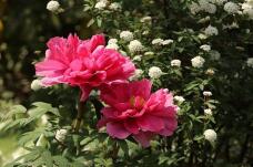 185750_2.jpg  : 110 KB