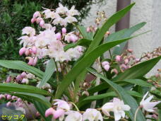 185755_3.jpg  : 62 KB