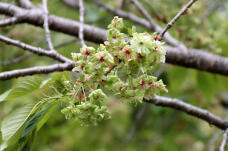 185764_1.jpg  : 71 KB