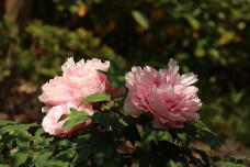 185770_2.jpg  : 104 KB