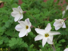 185776_2.jpg  : 36 KB