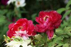 185778_2.jpg  : 114 KB