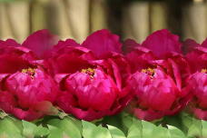 185778_3.jpg  : 48 KB