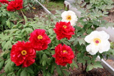 185784_1.jpg  : 114 KB