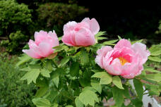 185784_2.jpg  : 81 KB