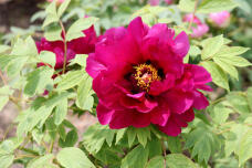 185784_3.jpg  : 86 KB