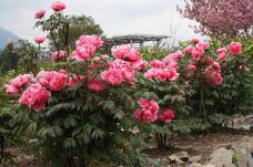 185786_1.jpg  : 144 KB