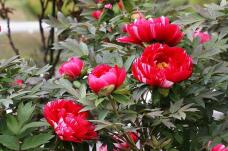 185786_2.jpg  : 129 KB