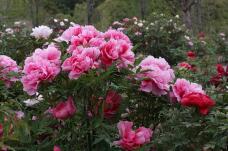 185786_3.jpg  : 129 KB