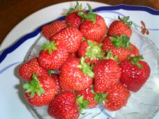 185787_1.jpg  : 167 KB