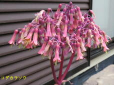 185791_2.jpg  : 50 KB