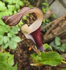 185798_1.jpg  : 31 KB