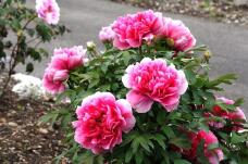 185799_1.jpg  : 122 KB