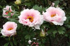 185799_2.jpg  : 100 KB