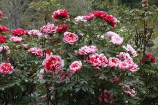 185799_3.jpg  : 159 KB