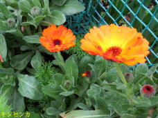 185804_1.jpg  : 70 KB