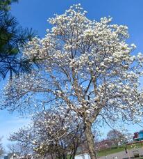 185810_1.jpg  : 107 KB