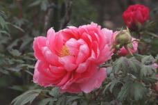 185818_3.jpg  : 83 KB