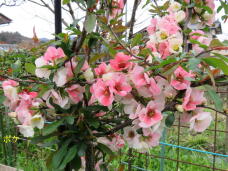 185821_2.jpg  : 82 KB