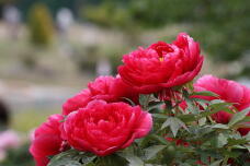 185830_1.jpg  : 116 KB