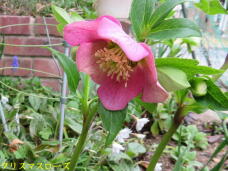 185833_1.jpg  : 64 KB