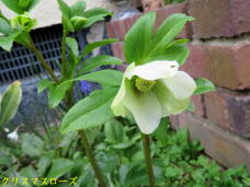 185833_2.jpg  : 48 KB