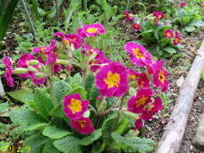 185833_3.jpg  : 98 KB