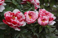 185845_1.jpg  : 156 KB