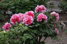 185845_2.jpg  : 186 KB