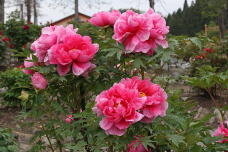 185845_3.jpg  : 184 KB